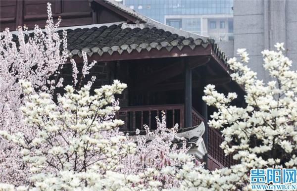 忽如一夜春风来,贵阳市中心这两处花儿开了