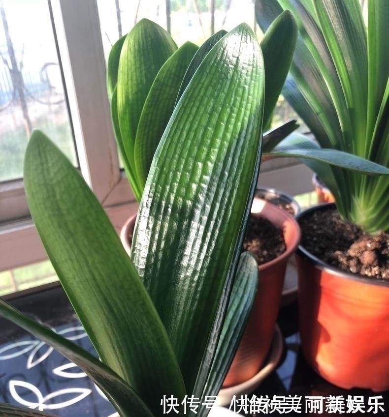 有机肥|君子兰不长新叶多是这些因素导致这样养,让君子兰快速生长