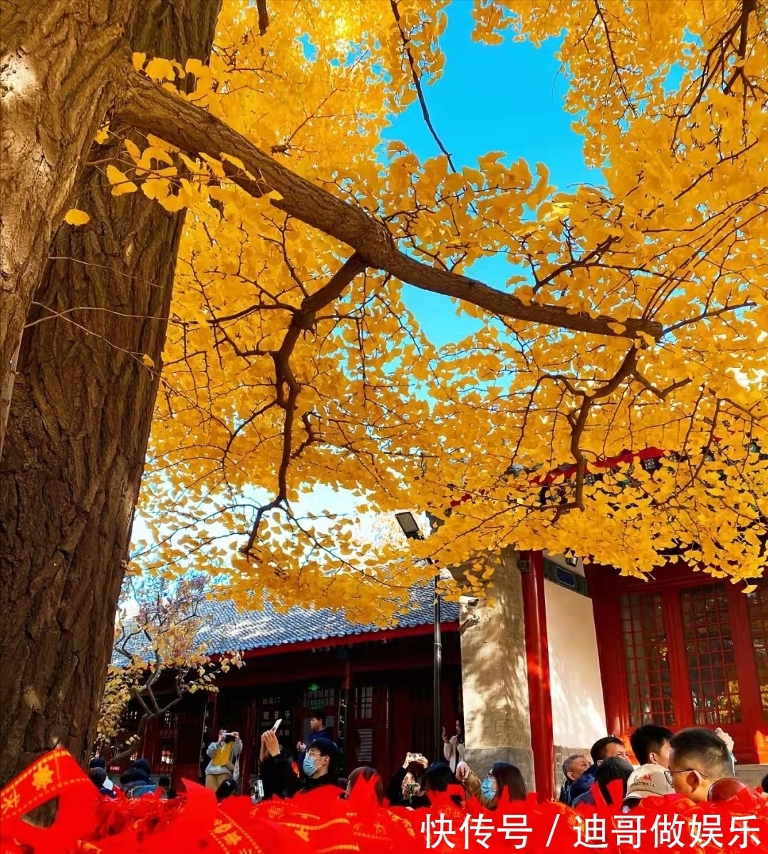 红螺寺|北京银杏美学巅峰：红螺寺千年雌雄银杏树！赏秋与祈福两不误！