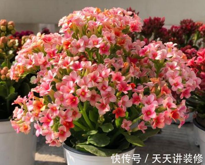 5种“漂亮花”，趁着秋天快扦插，7天就生根，年底就赏花