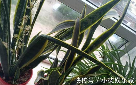 虎皮兰叶片打弯“软塌塌”，4个“毛病”改过来，油绿挺拔直冒芽