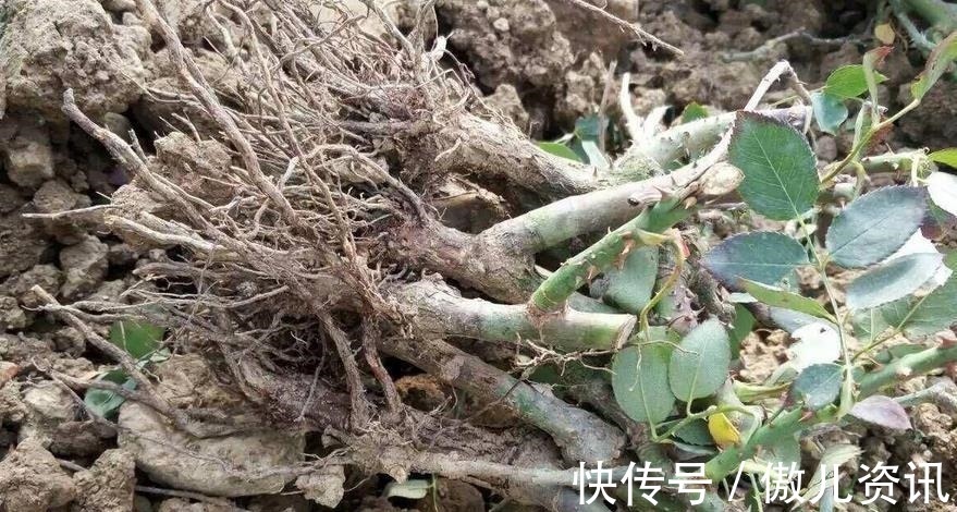 喜欢老桩盆景,该怎么拥有?老花匠:将新苗养成老桩才是最佳选择