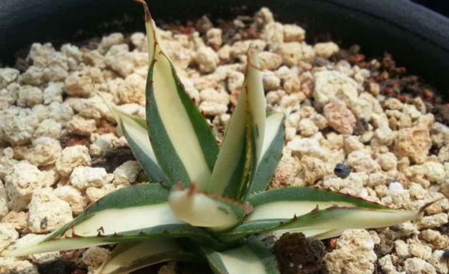 漫谈|漫谈墨西哥龙舌兰的传说和历史,了解多肉植物的神奇世界