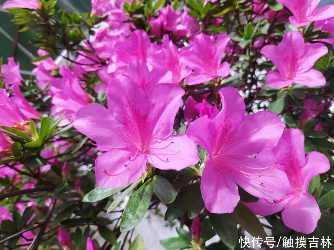 阳春三月，快来赏花！吉林市这里的杜鹃花开了