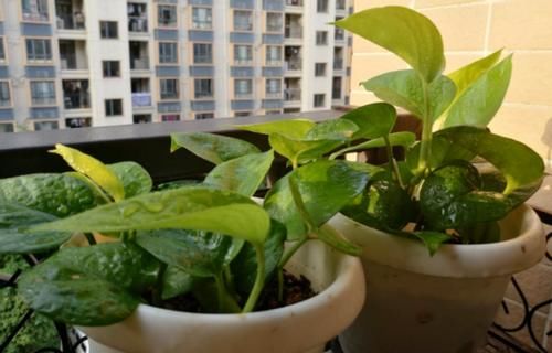 怎么让浇花效果事半功倍？掌握3个小窍门，黄叶烂根问题少很多