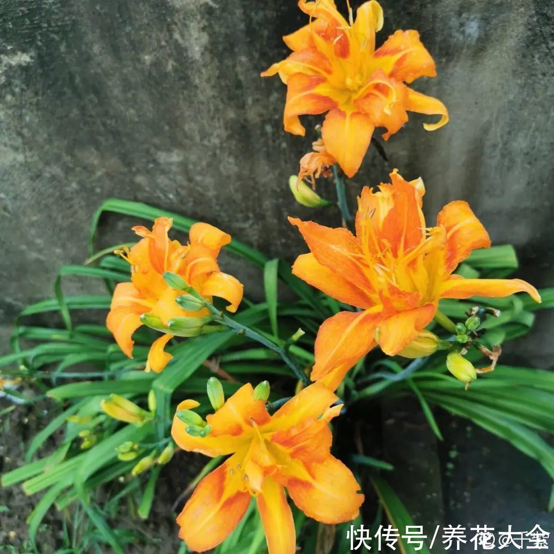 夏天|热不死的花,温度高也不休眠,超级适合夏天