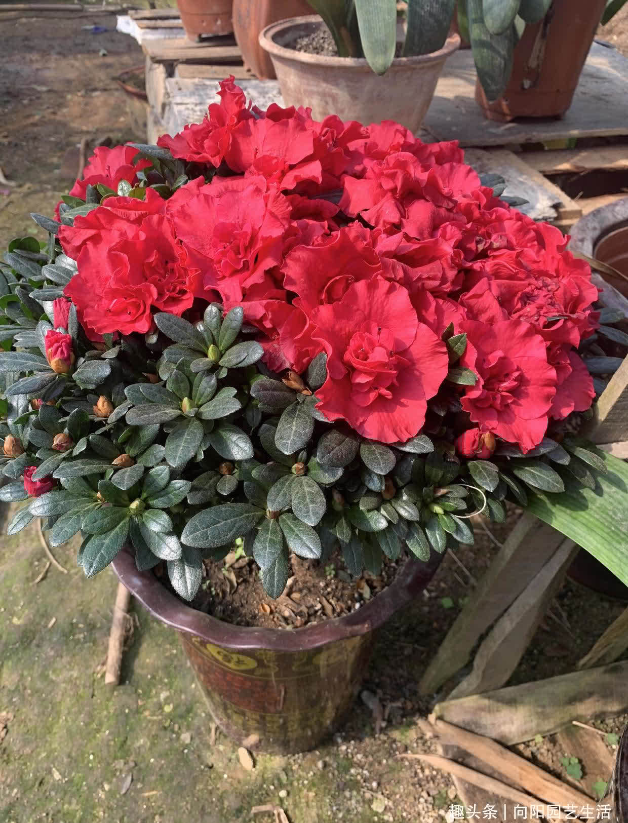 杜鹃花用沙土养,全年爆开花,花苞接连不断,红花开成花球