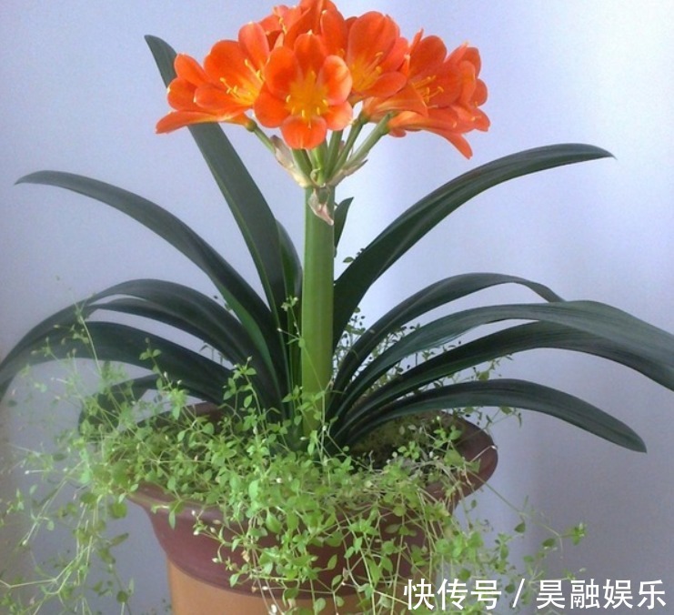 养花|“此3种花”养不好,其实都是浇水浇死的,你有中招吗