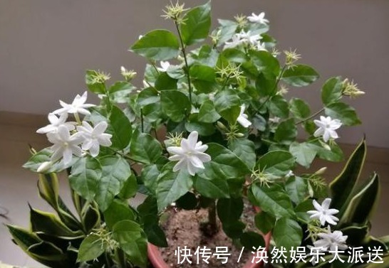 茉莉花|茉莉花僵苗不生长,两种解决“方案”,巧判断,恢复很简单