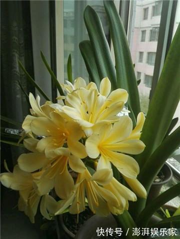 施肥|养君子兰老花匠才不要淘米水，只滴这个，花剑爆盆蹭蹭长