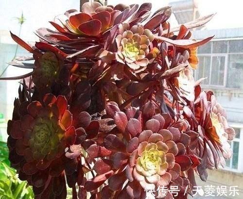 老桩|多肉“黑法师”的一生,从小苗到“假老桩”,半年窜了一米高