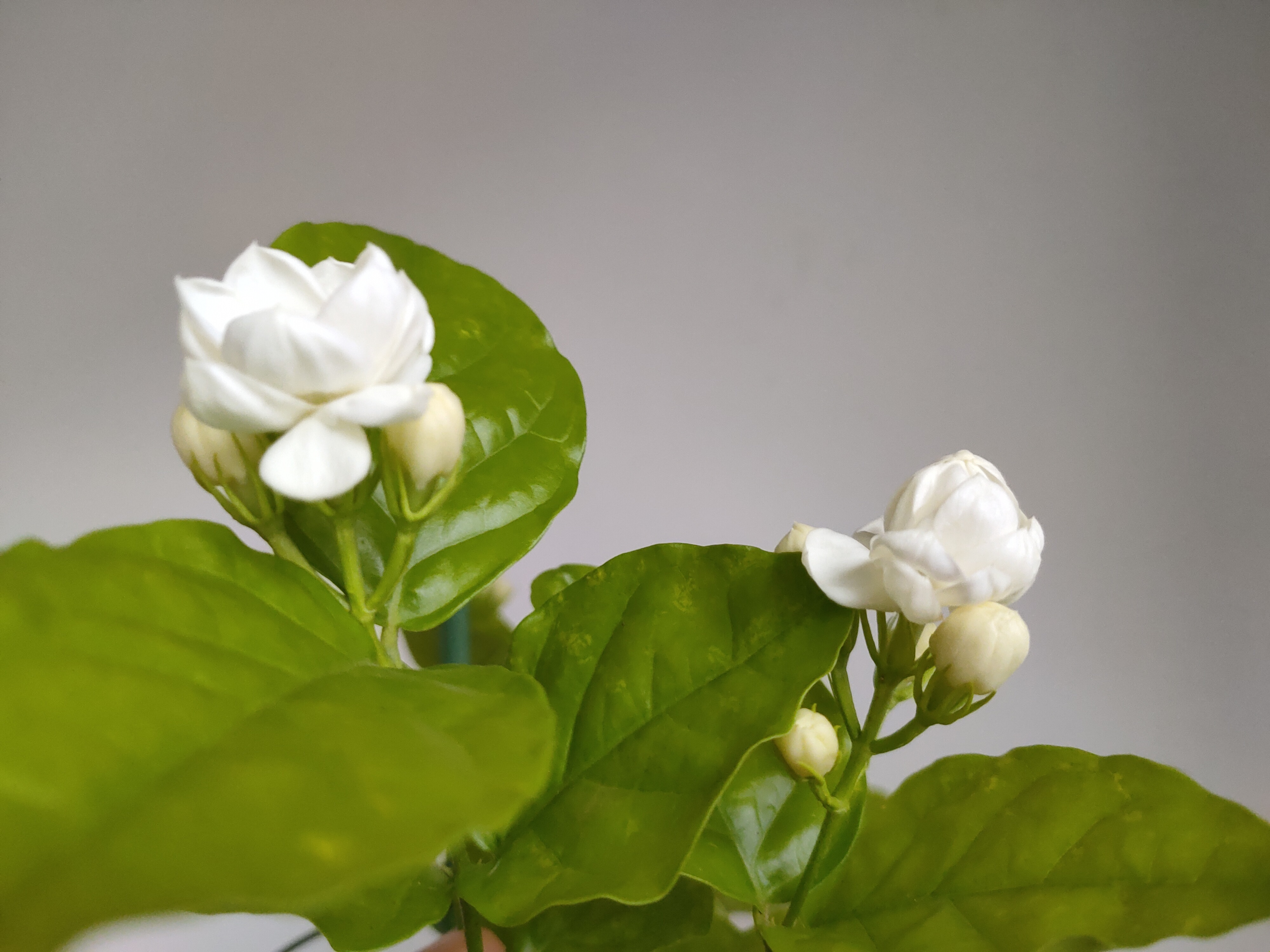 修剪|想要茉莉花开花多,香味浓郁,改善4个养护措施,花团锦簇香味浓