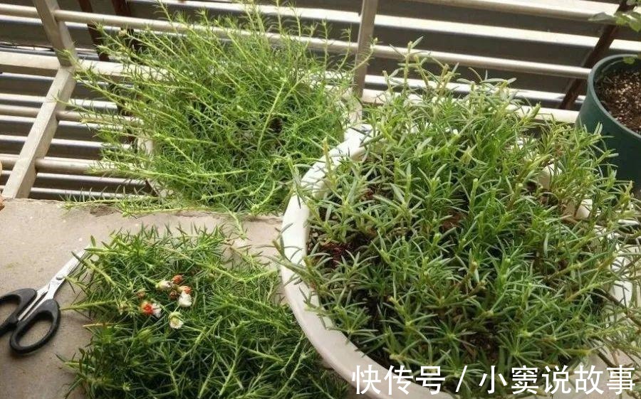 金枝玉叶不能长太高,越矮越值钱,一长高就砍!