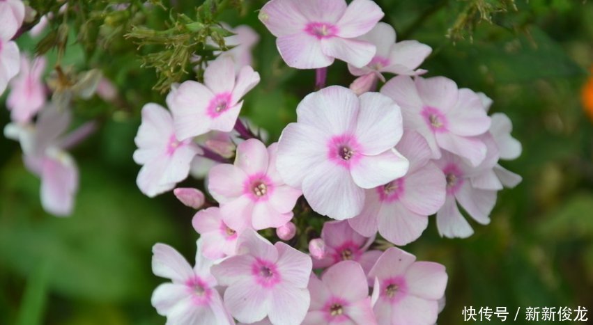 太阳花|夏天养这几朵花,满屋飘香再也没有异味,花开“爆满盆”