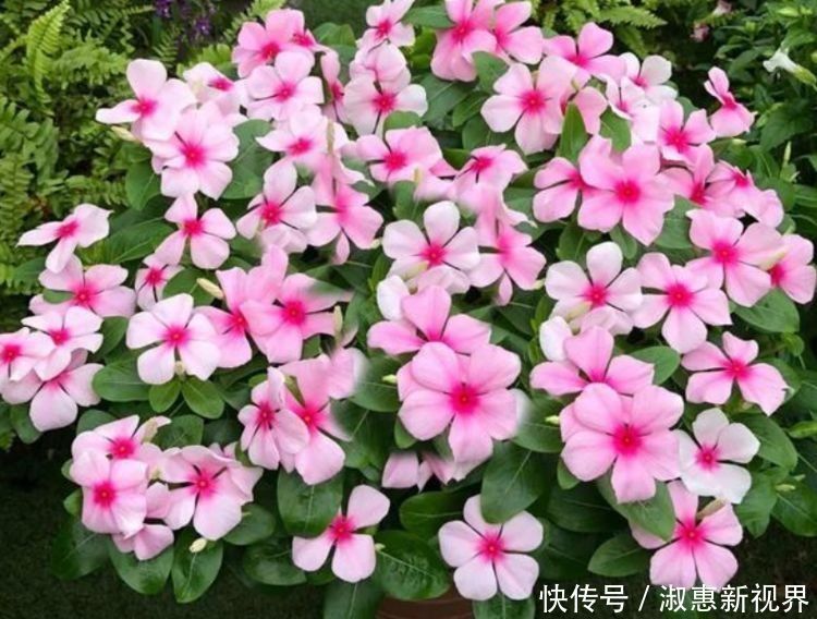 开花量大的几款花卉,开花勤爱爆盆,一年四季花开不停