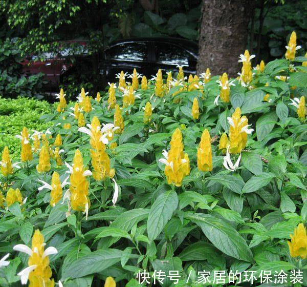 花中娇客|养花试试这几款,花朵形似一个个金色的小宝塔,漂亮又好养