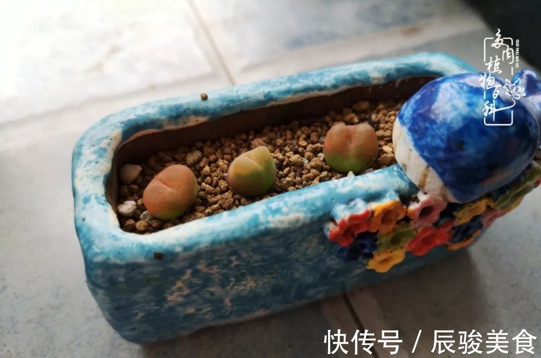 蓝苹果|经历一个夏天的摧残,方知皮实好养的多肉才是真爱!