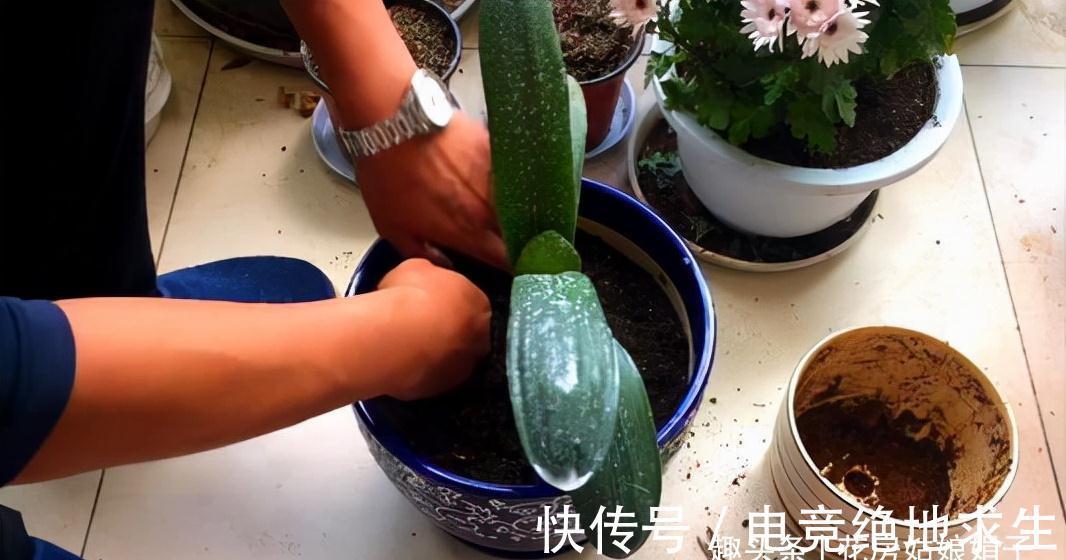 植料|君子兰养好养坏，不光要学会分辨，还要知道养好它的关键在哪里？