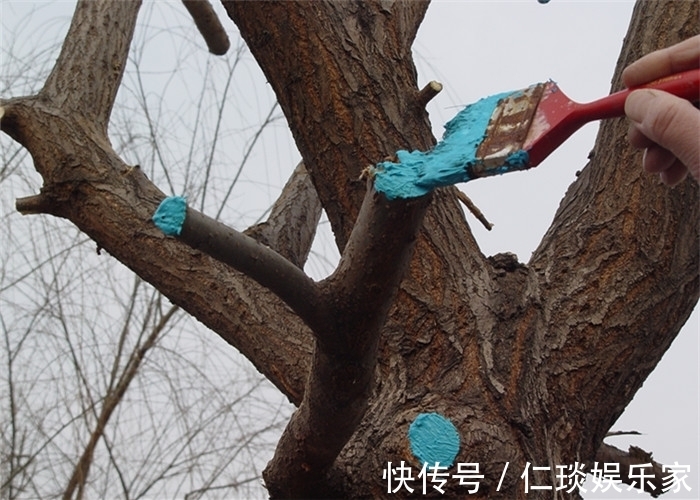 修剪黄荆老桩头你还在用草木灰涂抹剪口吗伤口愈合剂了解一下