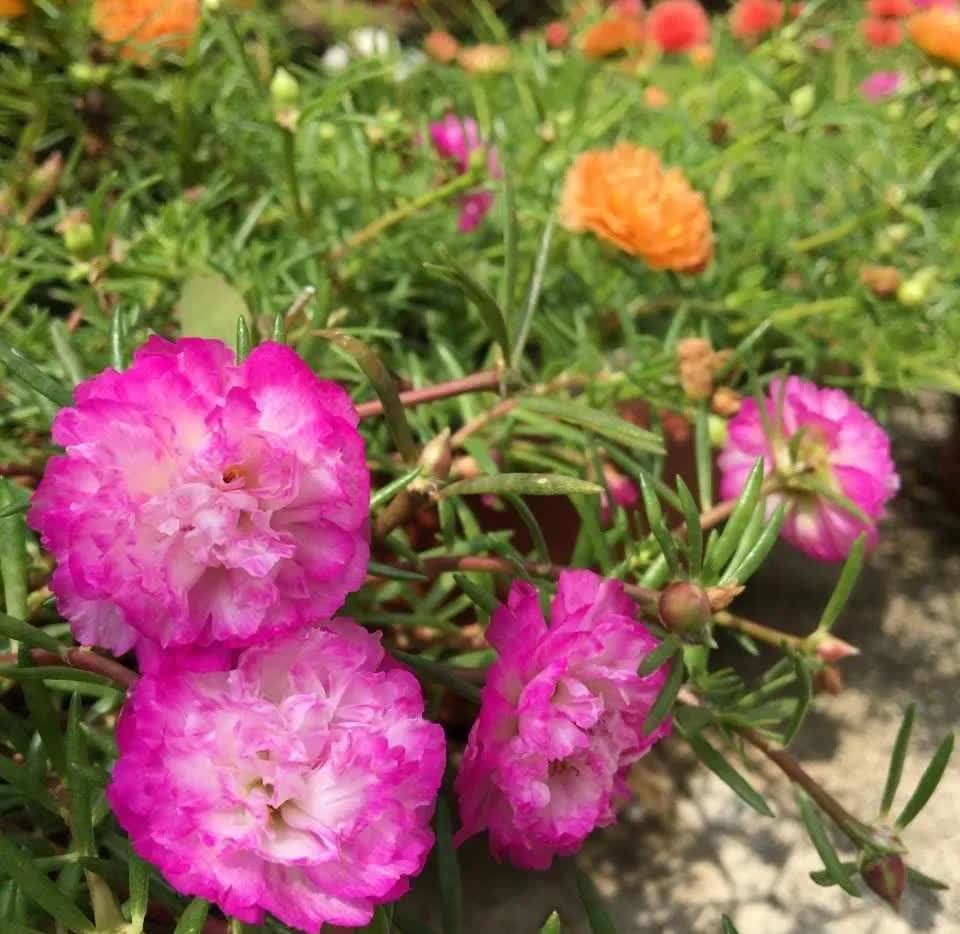 这3种花,开始春播了,7天破土,很快开成花海洋