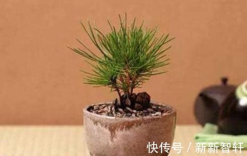 多捡些松果带回家,一处理埋土里,轻松长成精致的绿植盆景