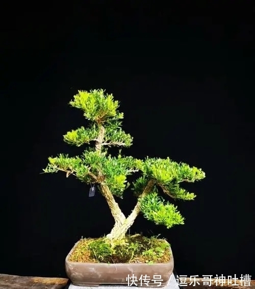 如何将黄杨盆景,养出高价来?