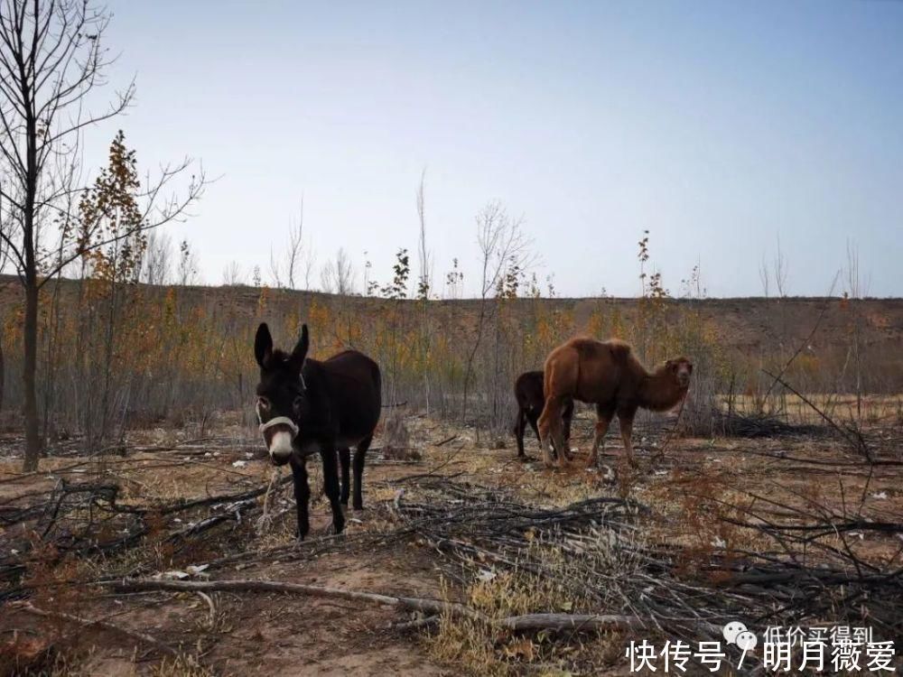 套餐|可以将沙漠里看星星列入你的旅行清单了！