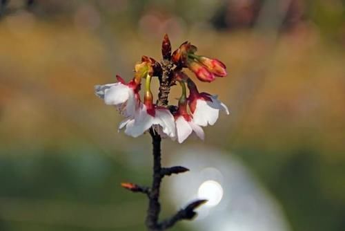 老年|上海植物园早樱开啦！但部分樱花只有半边花萼？