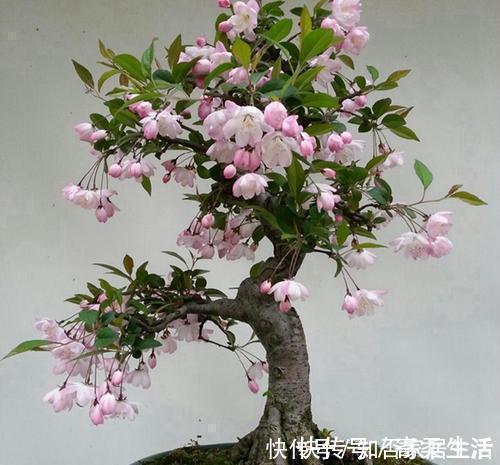 佳品|3种漂亮盆景,2年长成老桩,高端大气上档次,是家庭盆栽佳品