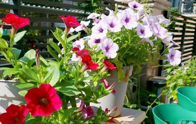 农历九月十八霜降后，养什么花？家里养3种花，岁岁平安万事如意