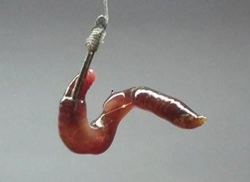 户外野钓,到底拿什么来钓鱼,才能钓得到,钓的多