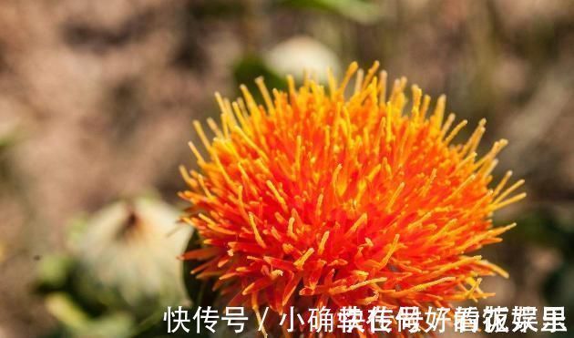 豌豆蛋白粉|大米粥里加它们,赶走一身血栓,每天泡一杯,帮助活血化瘀清血管