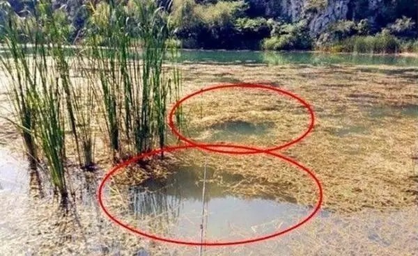 钓位|晚秋到初冬,大鲫鱼喜欢藏在这些地方,告诉你选钓位