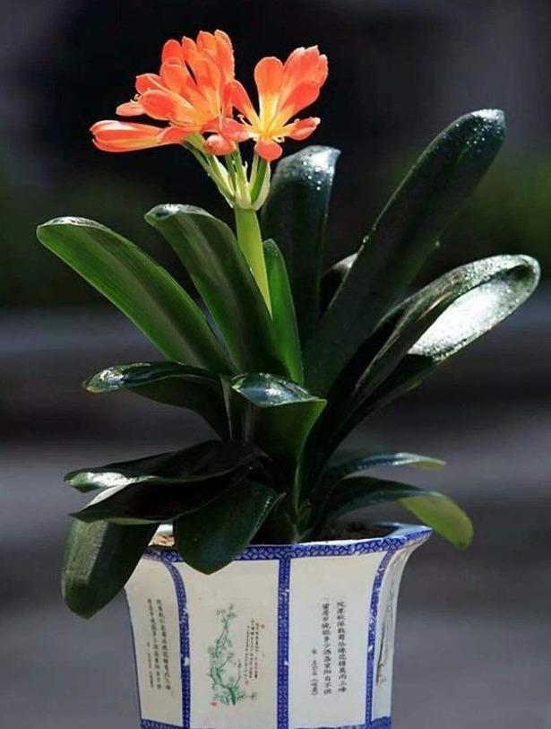 君子兰“烂边”提高警惕，用好“窍门”，叶片绿油油，花朵长不停