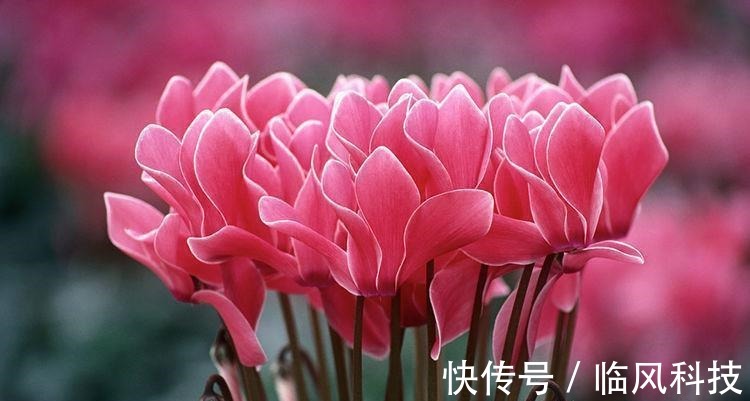 几种花养家里，开花漂亮寓意好，一开就是300天，美爆家园拦不住