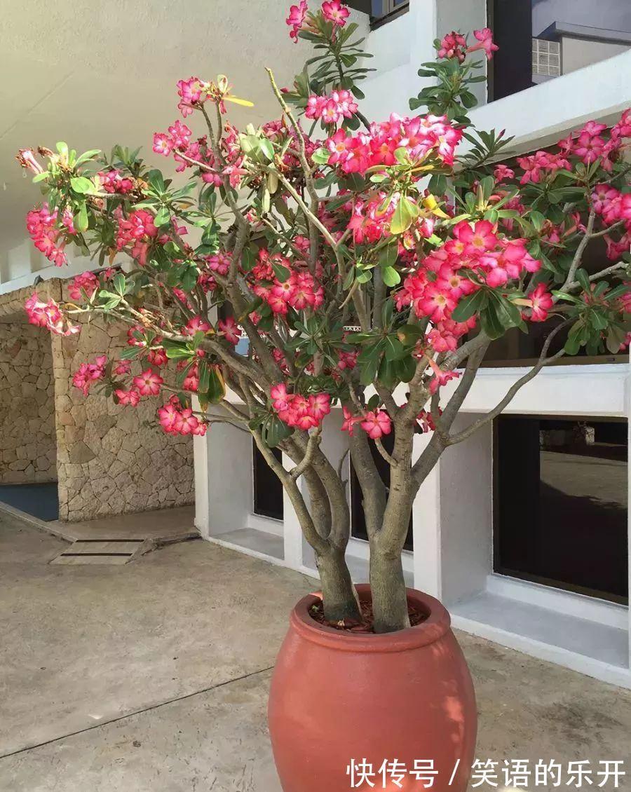 适合“干养”的11种花，天冷更加要控水，不然难过冬