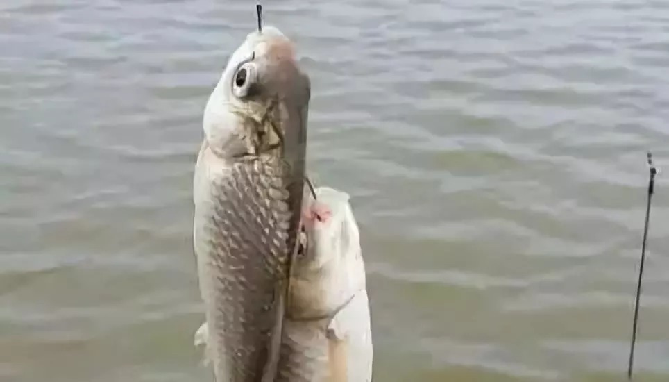 冬天钓鱼想找到鲫鱼一点也不难,按我的方法做,几分钟就能搞定!