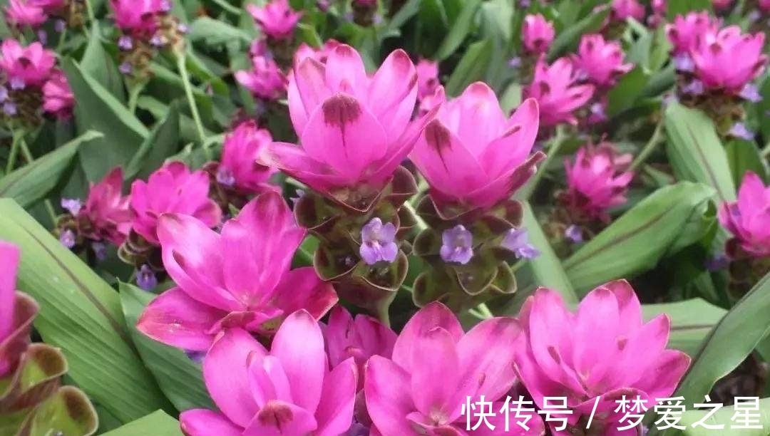 荷花|一块“大生姜”,开满粉荷花,家里养一盆,仙气飘飘,开花100天