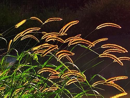 滑膜炎|没想到狗尾草原来是个宝，狗尾草的这5大功效，你知道吗？