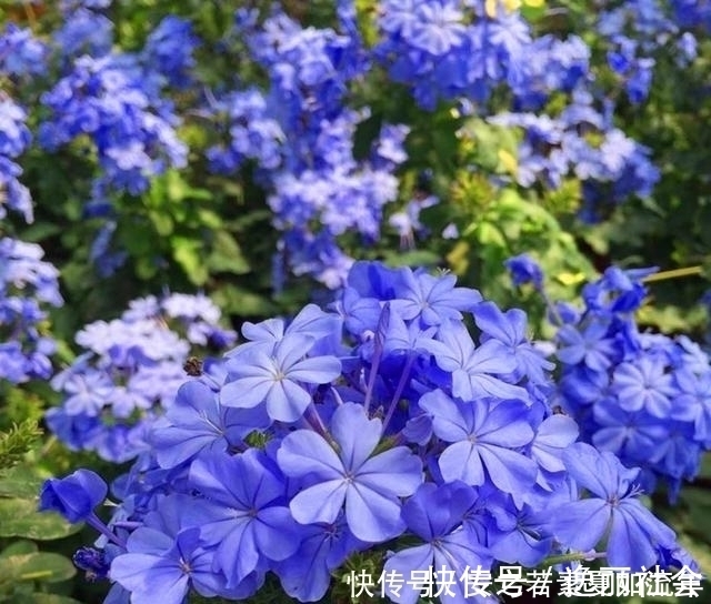 花海|这5种花很好养，浇水就行，有阳光就爆花，阳台变花海！