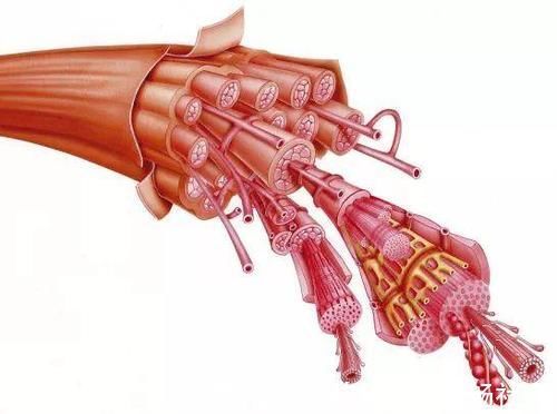 动作|长1斤肌肉，能长1斤力量吗？如果不能，肌肉不就变成累赘了？