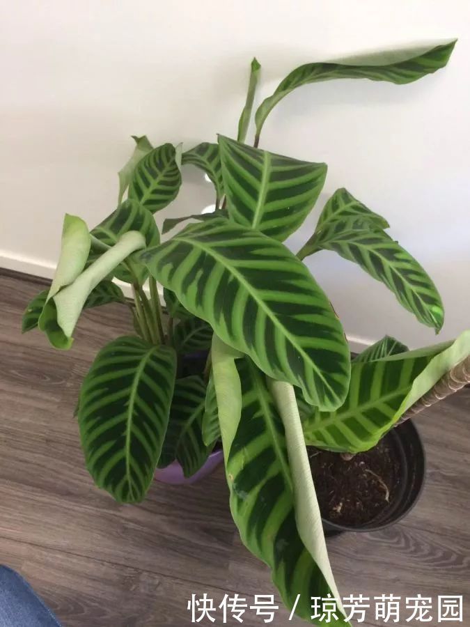 5种花不要“乱晒”,越晒叶越黄,小心晒一盆死一盆!