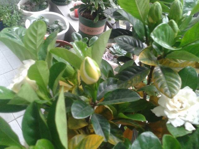 栀子栽培，浇水这种“水肥”叶绿，花更旺家中必备花卉品种