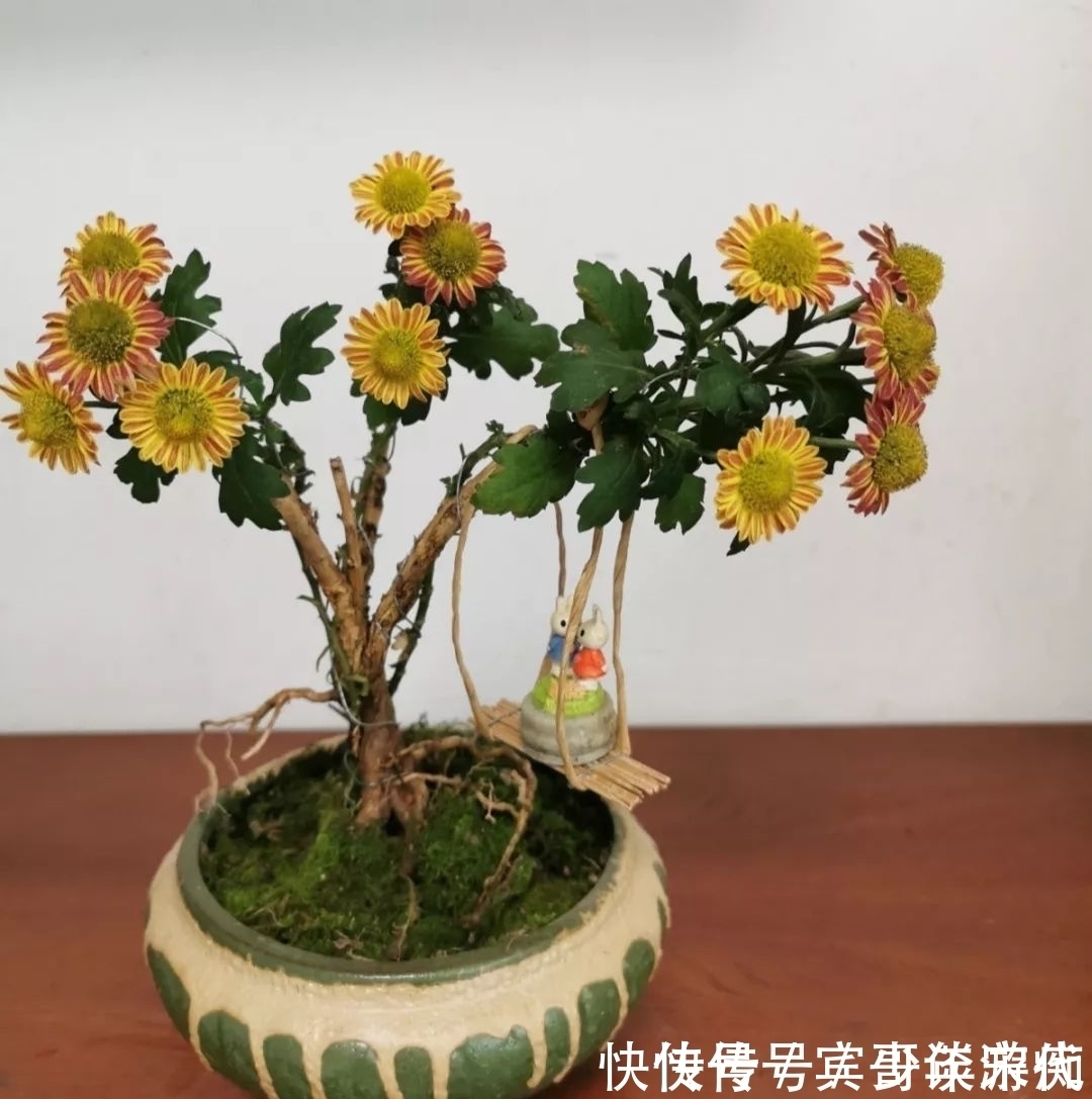 花园|养花技巧:客厅养一堆便宜花,一年四季开不停,没钱也能变花园!