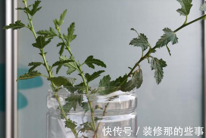 枝条|栀子花扦插有诀窍,掌握后不用买,动动手就能变出多盆