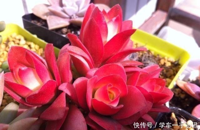 浇水|8种多肉很普通,只要多见太阳,个个变成红颜色,人见人爱!