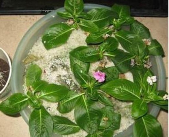 喜欢养花,就选这5种,“扔土里”就活,2月爆满盆,花开满阳台