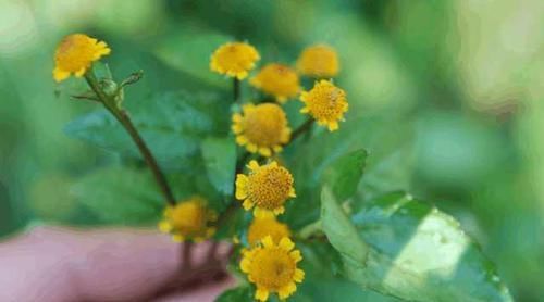  治疗|农村随处可见的野草，是治疗牙痛的小助手，可以消肿止痛