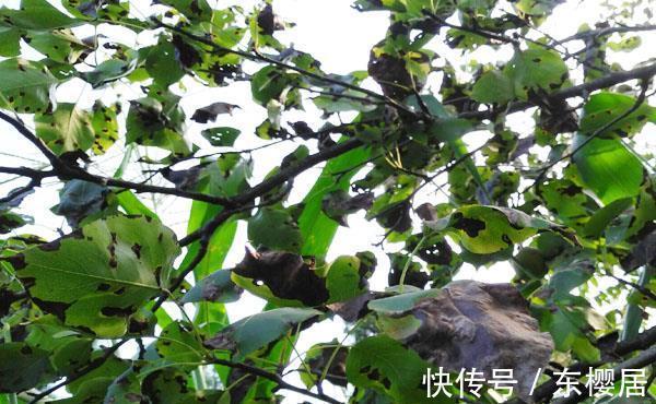 日灼病|把梨树种成这样也是服了，本来是完全不会发生的，现在基本无救了