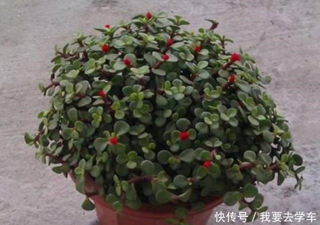 家中养金枝玉叶,到底能不能开花,原来需要满足这些条件!